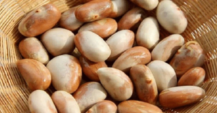 রোগ প্রতিরোধের টনিকের মত কাজ করে কাঁঠালের বিচি রোগ প্রতিরোধের টনিকের মত কাজ করে কাঁঠালের বিচি