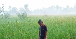 লালমনিরহাটে ভোরের শিশির ছড়িয়ে দিচ্ছে মৃদু শীতলতা