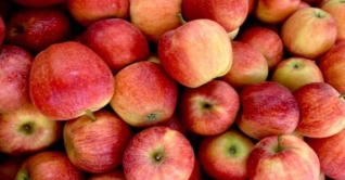 মোংলা বন্দর দিয়ে প্রথমবার আপেল আমদানি মোংলা বন্দর দিয়ে প্রথমবার আপেল আমদানি