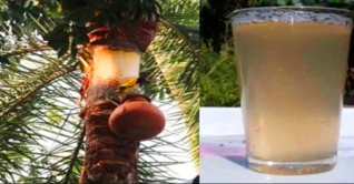 নিপাহ ভাইরাস: খেজুরের কাঁচা রস খাওয়ায় নিষেধাজ্ঞা