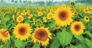 কুমিল্লায় সূর্যমুখী চাষে কৃষকের আগ্রহ বাড়ছে কুমিল্লায় সূর্যমুখী চাষে কৃষকের আগ্রহ বাড়ছে