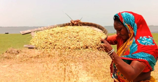 ভৈরবে বোরো ধানের বাম্পার ফলন ভৈরবে বোরো ধানের বাম্পার ফলন