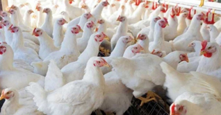 ‘হিটস্ট্রোকে মারা যাচ্ছে দিনে লক্ষাধিক মুরগি’