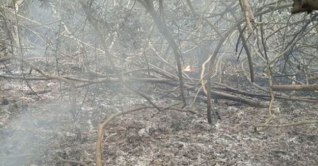 সুন্দরবনে আগুন নেভানোর কাজ শুরু