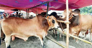 অবিক্রীত থেকে গেলো সাড়ে ২৩ লাখ পশু