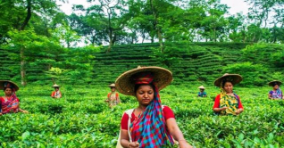 জাতীয় চা দিবস আজ