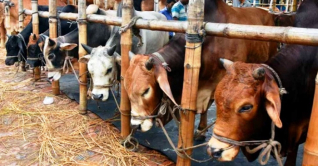 হাট ভরা কোরবানীর পশু, দাম নাগালে আসার অপেক্ষায় ক্রেতারা 