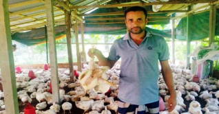 চাঁদপুরে গরমে মারা যাচ্ছে মুরগি চাঁদপুরে গরমে মারা যাচ্ছে মুরগি