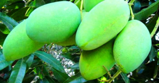 নাক ফজলি আমের নামকরণের ইতিকথা