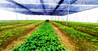 ‘পলিনেট হাউজে’ বিষমুক্ত সবজি চাষ ‘পলিনেট হাউজে’ বিষমুক্ত সবজি চাষ