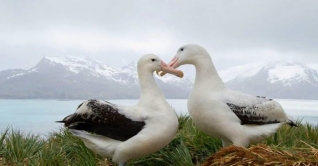 হাজার হাজার পাখির ‘ডিভোর্স’!