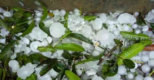 তুষারের মতো শিলাবৃষ্টি চাঁপাইনবাবগঞ্জে