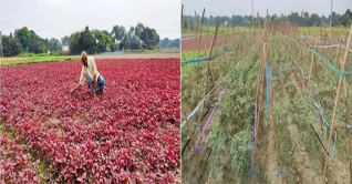 দাউদকান্দিতে শীতকালীন সবজি চাষে ব্যস্ত কৃষকরা