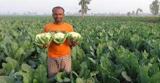 জয়পুরহাটে ফুলকপির বাম্পার ফলন জয়পুরহাটে ফুলকপির বাম্পার ফলন