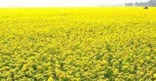 বগুড়ায় সরিষা চাষে বিপ্লব