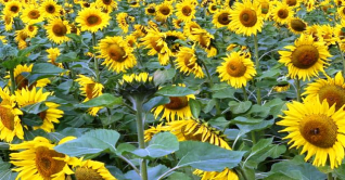 সূর্যমুখী ফুলে ফুলে ভরে গেছে জমি