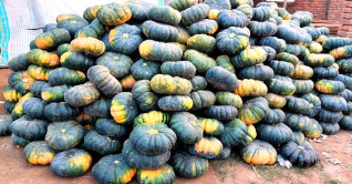 বি.বাড়িয়ায় মিষ্টি কুমড়ার বাম্পার ফলন বি.বাড়িয়ায় মিষ্টি কুমড়ার বাম্পার ফলন