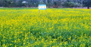 বরগুনায় পতিত জমিতে উচ্চ ফলনশীল সরিষা চাষ