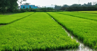 জনপ্রিয় হচ্ছে আদর্শ বীজতলা জনপ্রিয় হচ্ছে আদর্শ বীজতলা