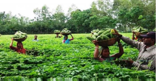 পাহাড়ের বুকে সবুজের সমারোহ