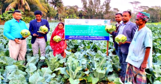 কোটালীপাড়ায় বিষমুক্ত নিরাপদ সবজি চাষে নতুন প্রযুক্তি