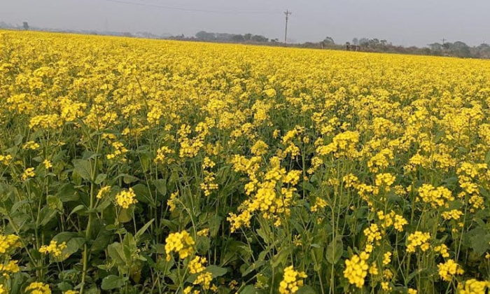 সংগৃহীত ছবি