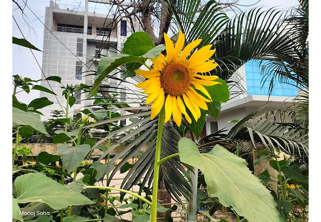 সংগৃহীত ছবি