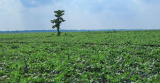 কুড়িগ্রামে ধরলার চরে পটলের চাষ কুড়িগ্রামে ধরলার চরে পটলের চাষ
