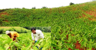 লালমাইয়ে কচুর চড়ার বাম্পার ফলনের সম্ভাবনা