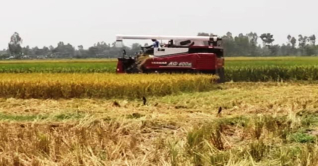 ভোলায় ৯০ ভাগ বোরো ধান কর্তন সম্পন্ন
