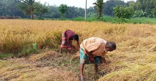 নড়াইলে বোরো ধানের বাম্পার ফলন