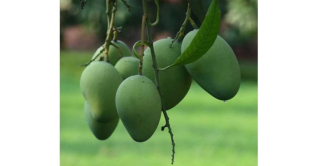 ভোলায় বাণিজ্যিকভাবে আম চাষ বাড়ছে