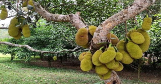 ব্রাহ্মণবাড়িয়ায় সাড়ে ১২ কোটি টাকার কাঁঠাল উৎপাদনের আশা