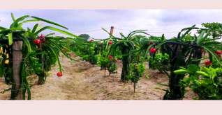 অন্যদের আয়ের পথ দেখাচ্ছে পলাশের ড্রাগন ফল চাষ