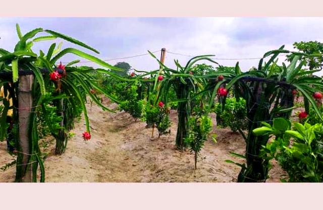 সংগৃহীত ছবি