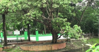 টুঙ্গিপাড়ায় বঙ্গবন্ধুর স্মৃতি নিয়ে আছে বাইগার নদী ও হিজল গাছ টুঙ্গিপাড়ায় বঙ্গবন্ধুর স্মৃতি নিয়ে আছে বাইগার নদী ও হিজল গাছ