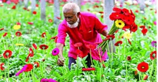 বসন্ত মিলেছে ভালোবাসায়, ফুল চাষীর মুখে হাসি