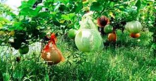 শেরপুরে সাম্মাম ফলের বাম্পার ফলন