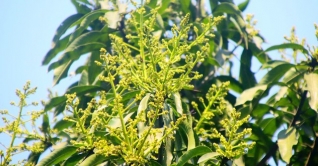 ইবিতে সুবাস ছড়াচ্ছে আমের মুকুল ইবিতে সুবাস ছড়াচ্ছে আমের মুকুল