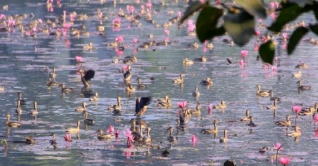 অতিথি পাখির কলরবে মুখর জাবি