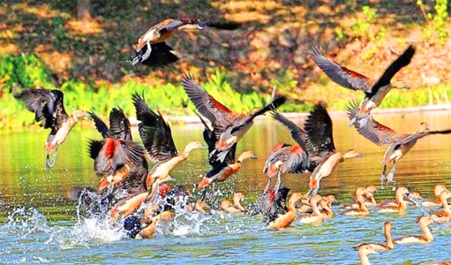 ফাইল ছবি