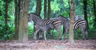 সাফারি পার্কে জেব্রা পরিবারে নতুন অতিথি সাফারি পার্কে জেব্রা পরিবারে নতুন অতিথি