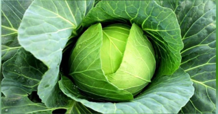 যশোরের বাঁধাকপি রপ্তানী হচ্ছে বিদেশে যশোরের বাঁধাকপি রপ্তানী হচ্ছে বিদেশে