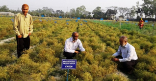 দেশে প্রথম জিরার জাত উদ্ভাবন 