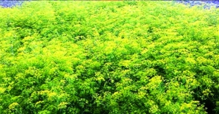 জিরা চাষে সম্ভাবনা, বাড়বে আয়