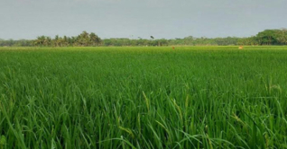 জলঢাকায় বোরো ধানক্ষেত এখন সবুজের সমারোহ জলঢাকায় বোরো ধানক্ষেত এখন সবুজের সমারোহ