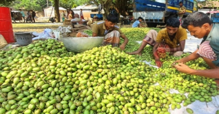 সিরাজগঞ্জের বাগবাটীতে জমজমাট জলপাই হাট