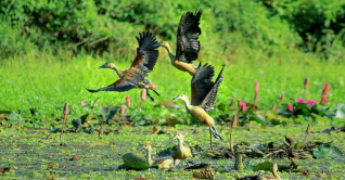 জাবির লেকে পরিযায়ী পাখির জলকেলি