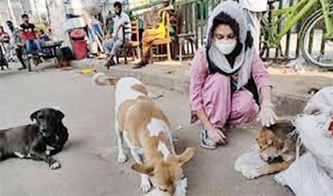 রাজধানীর কুকুর অপসারণ বন্ধে হাইকোর্টে রিট
