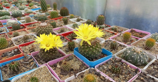 ব্যতিক্রমী ‘ক্যাকট্যাস পার্ক’